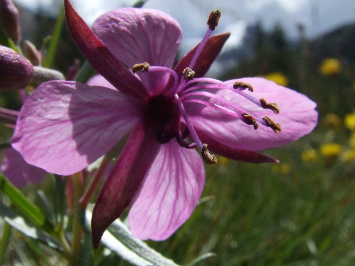 Iris Beb * Valdisotto